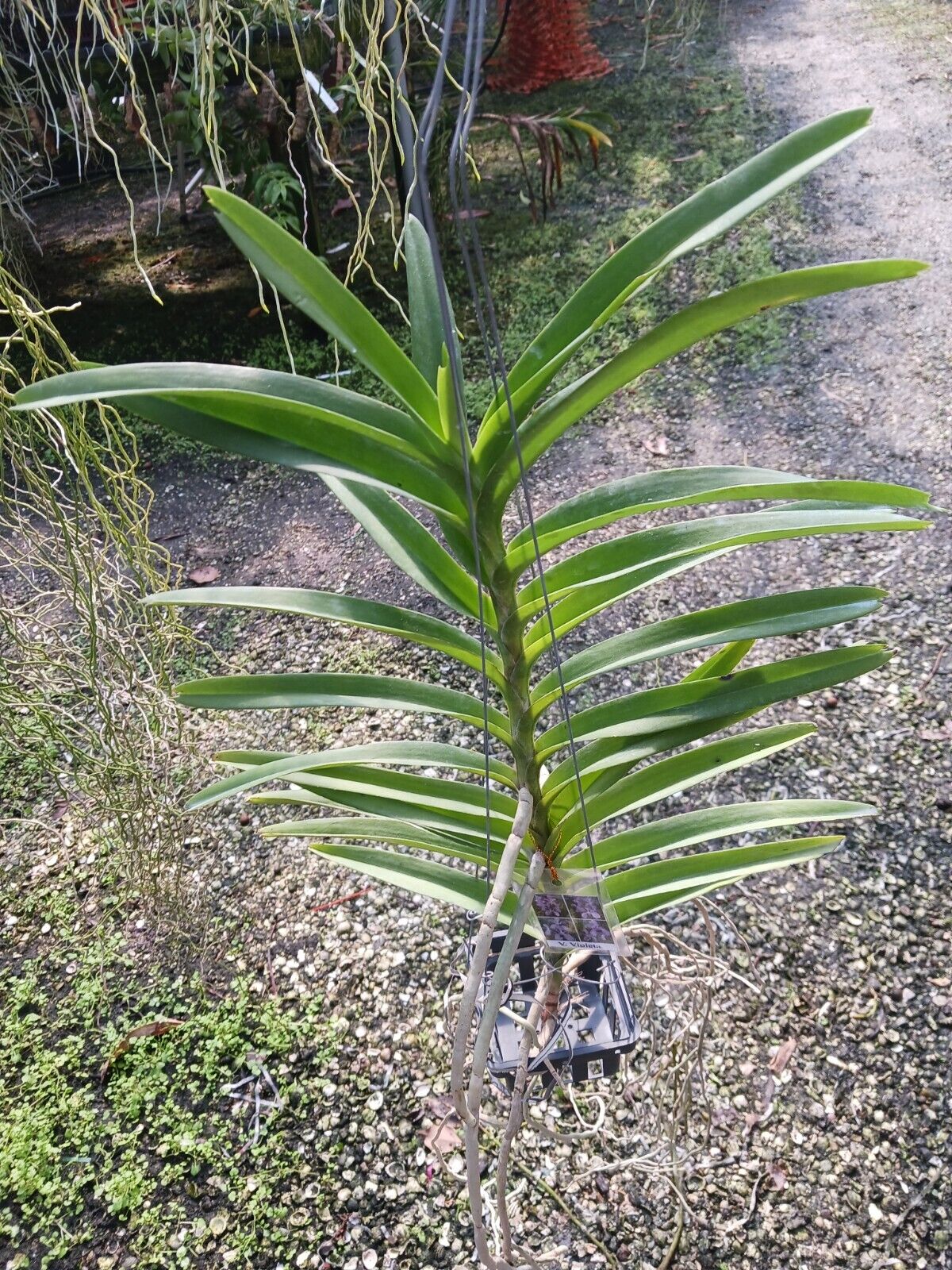 Vanda Violeta