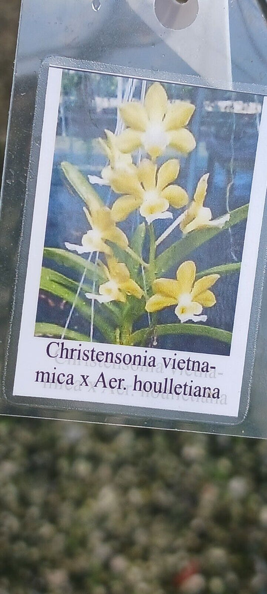 Vanda christensonia vietnamica x Aer houlletina Plant