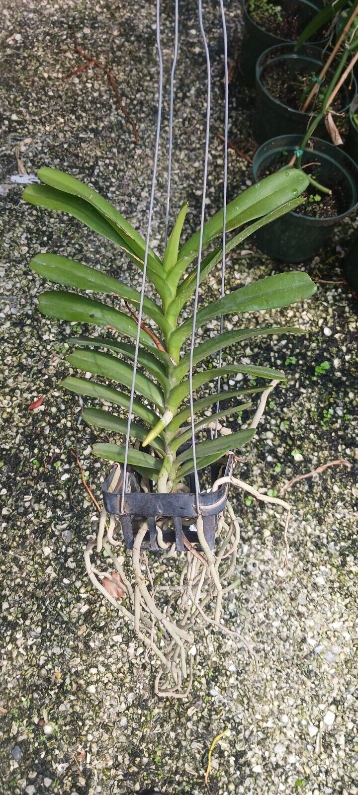 Vanda christensonia vietnamica x Aer houlletina Plant