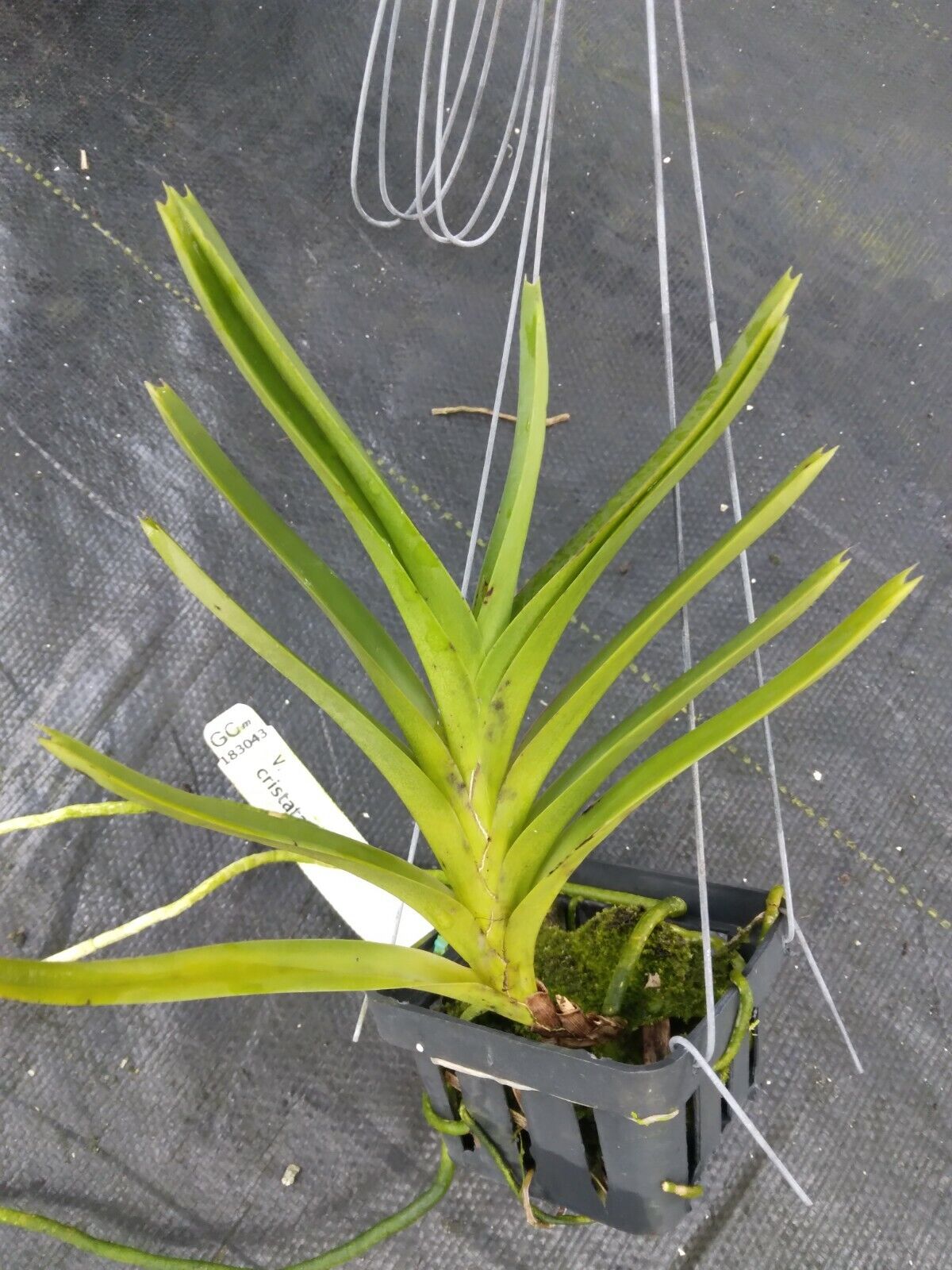 Vanda cristata Bangladesh mountain species Plants