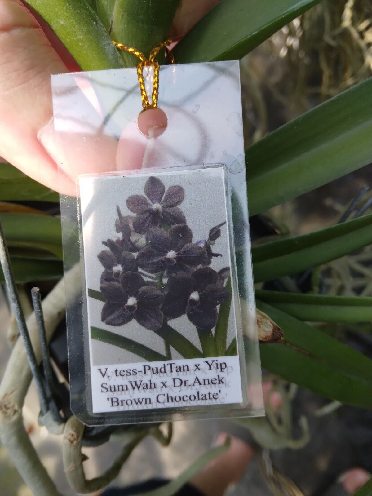 Vanda tess-Pud Tan x Yip Sum Wah Dr Anek 353 Brown Chocolate Orchid