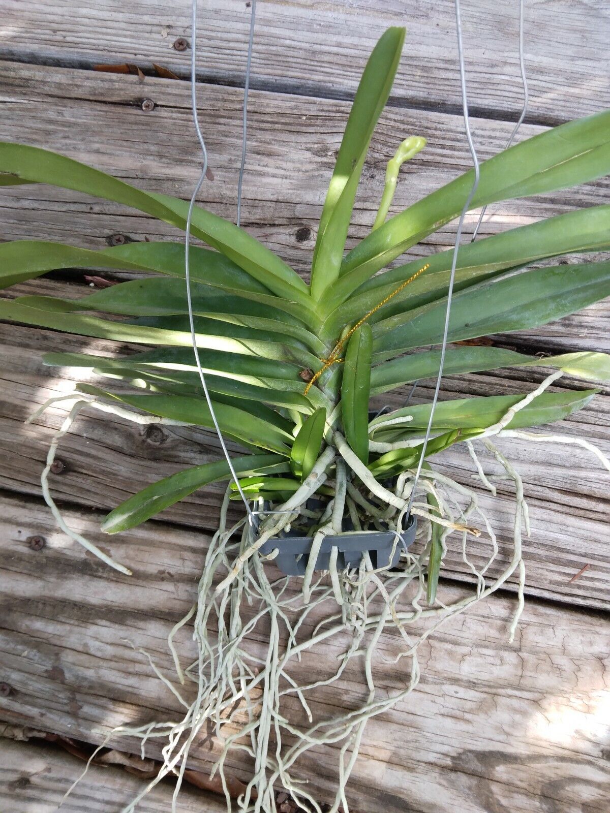 Vanda tess-Pud Tan x Yip Sum Wah Dr Anek 353 Brown Chocolate Orchid