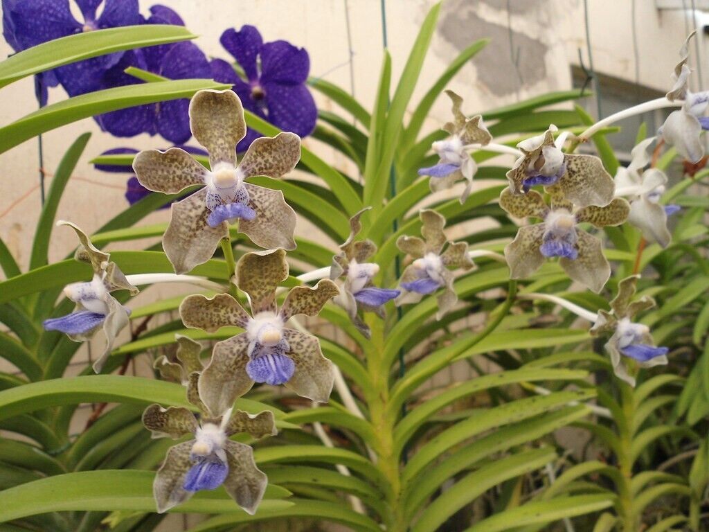 Vanda tessellata Fragrant