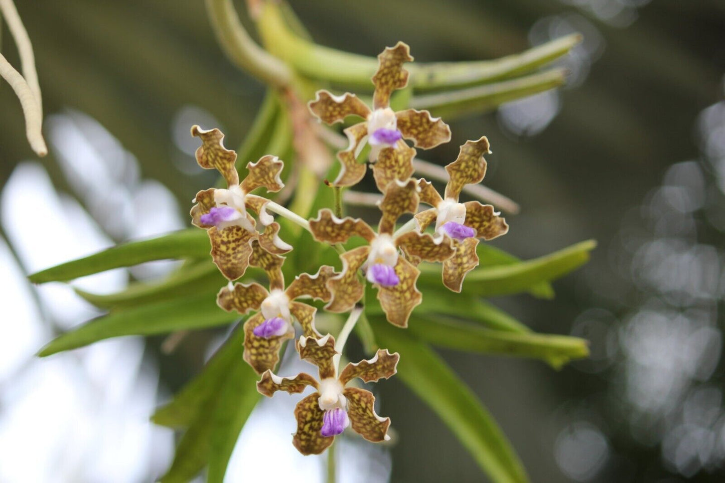 Vanda tessellata Fragrant