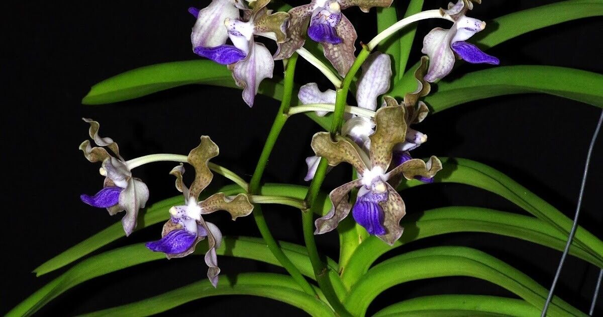 Vanda tessellata Fragrant
