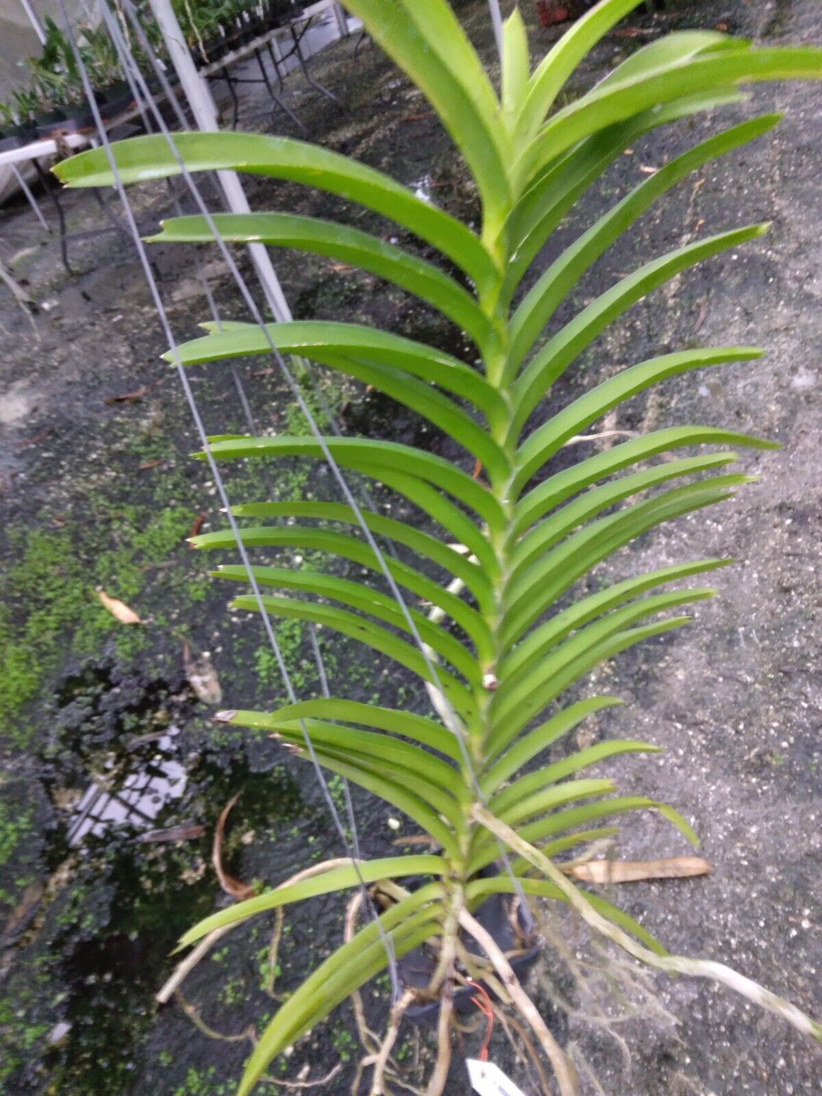 Vanda tessellata Fragrant