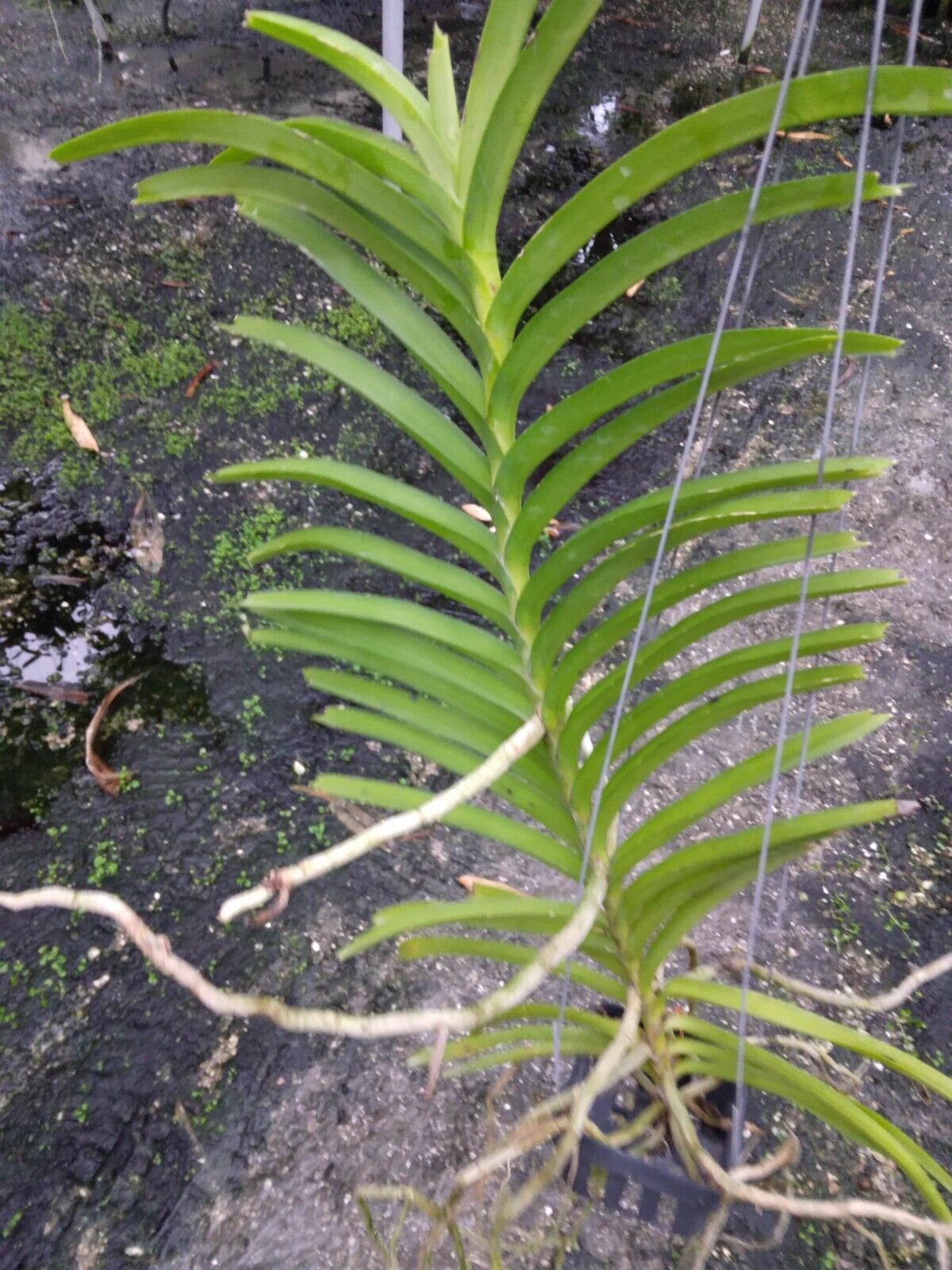 Vanda tessellata Fragrant