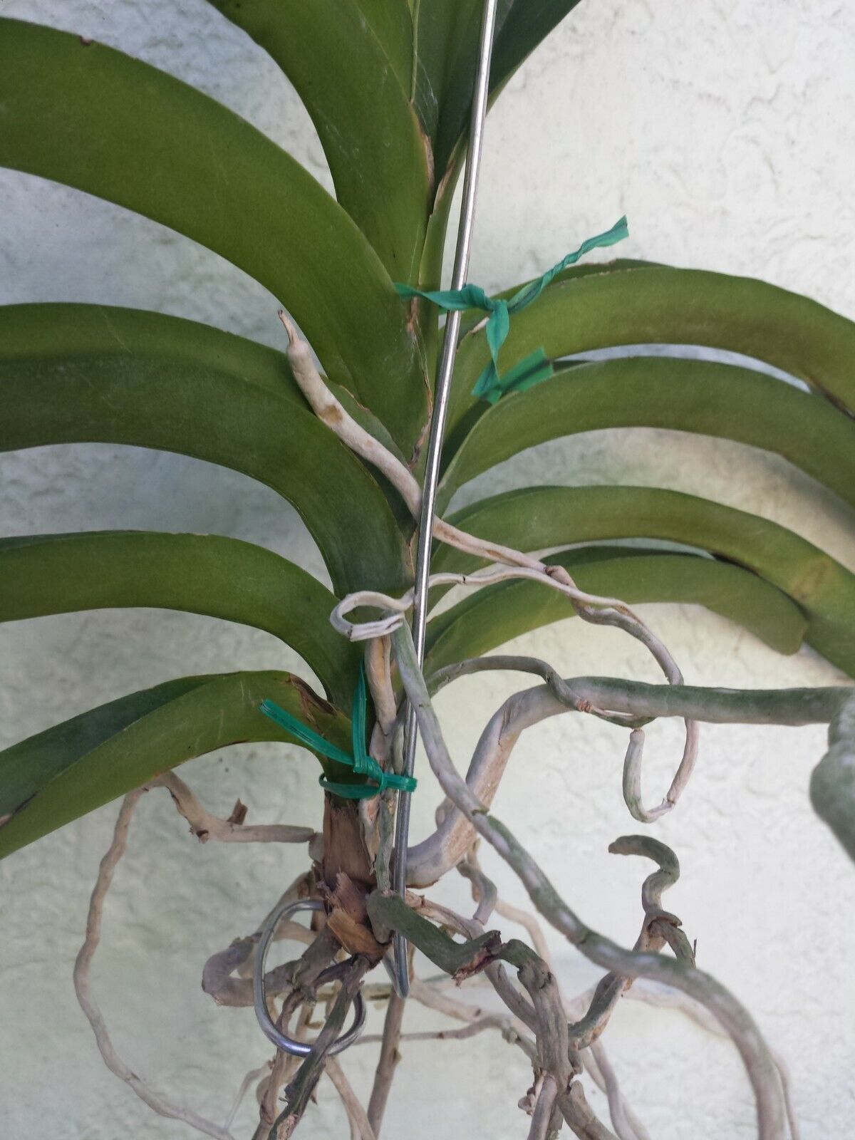 Orchid Vanda wire hanger adjustable length 20 - 36 no basket needed 2 pack