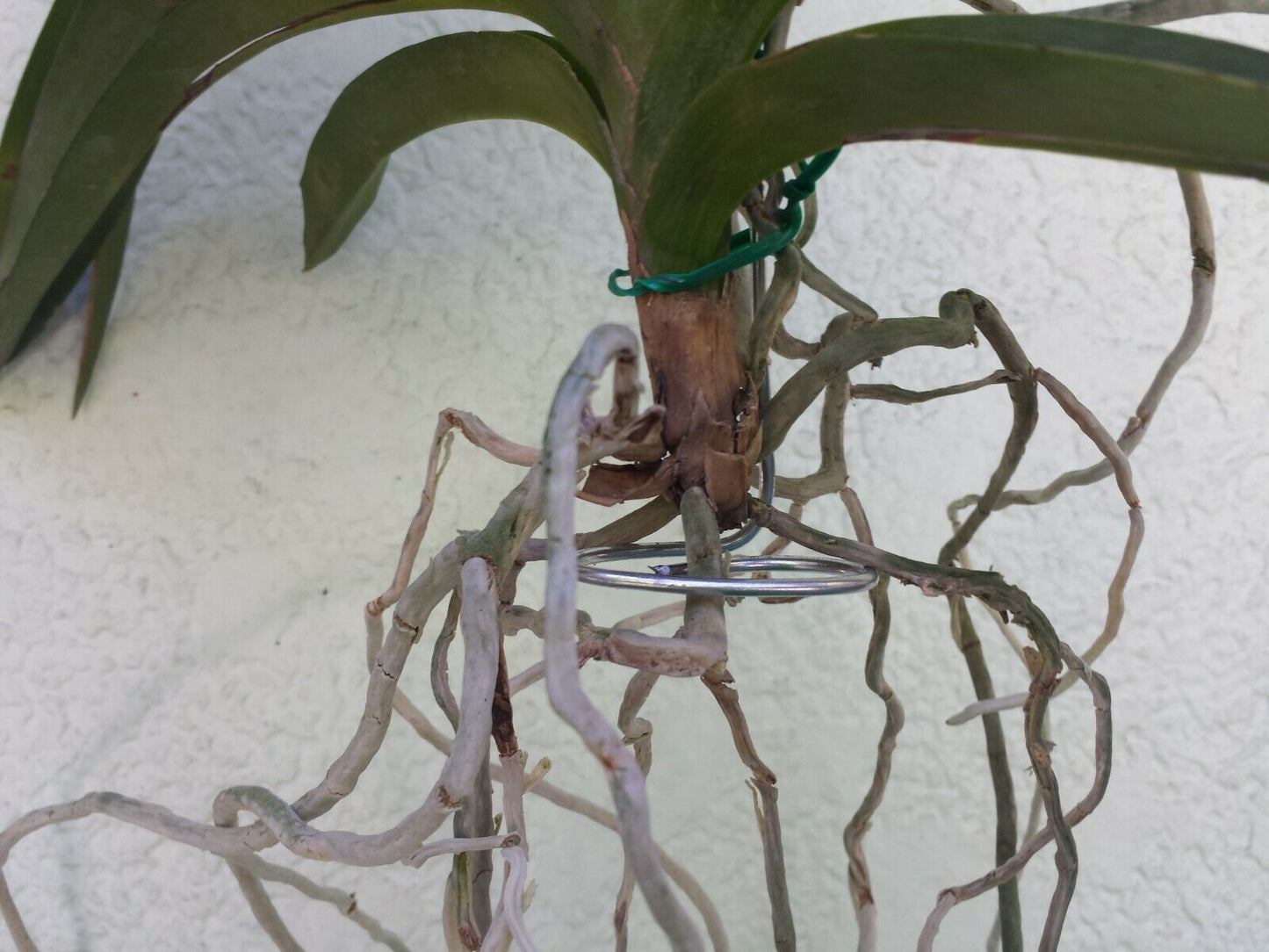 Orchid Vanda wire hanger adjustable length 20 - 36 no basket needed 2 pack