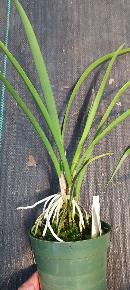 Orchid Cattleya B nodosa x (Cyperifolia x E cordigera) Mad Happenings Plant