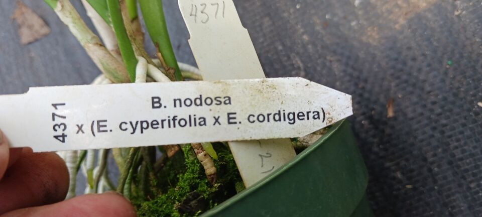 Orchid Cattleya B nodosa x (Cyperifolia x E cordigera) Mad Happenings Plant