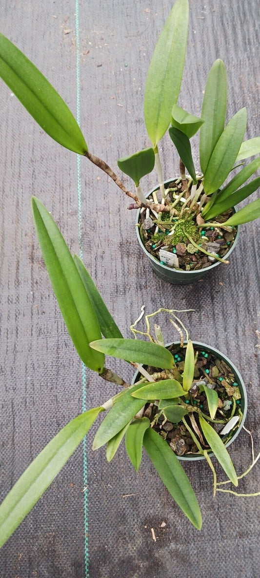 Orchid Cattleya Brassavola BC Mary Dodson x C Heathii Mad Happenings Plant