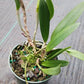 Orchid Cattleya Brassavola BC Mary Dodson x C Heathii Mad Happenings Plant