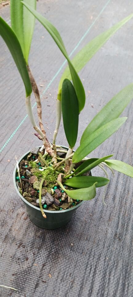 Orchid Cattleya Brassavola BC Mary Dodson x C Heathii Mad Happenings Plant