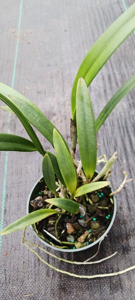 Orchid Cattleya Brassavola BC Mary Dodson x C Heathii Mad Happenings Plant