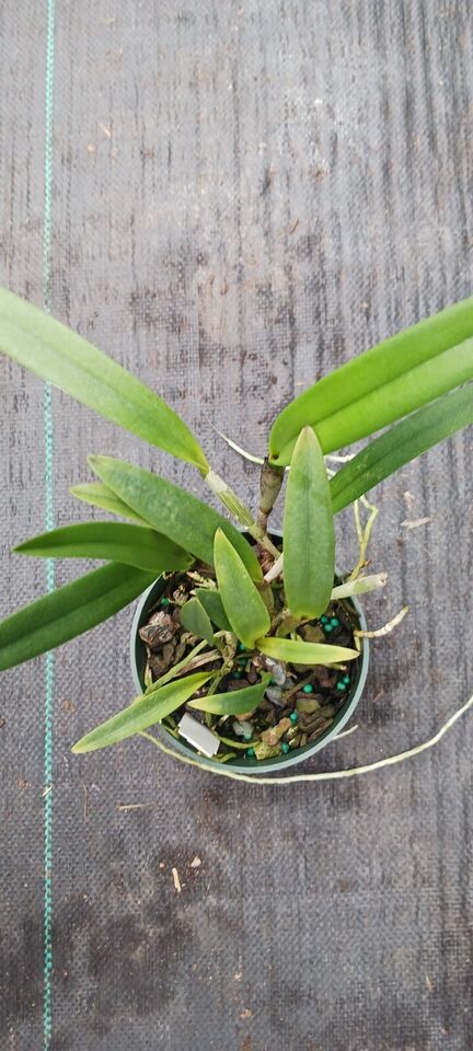 Orchid Cattleya Brassavola BC Mary Dodson x C Heathii Mad Happenings Plant