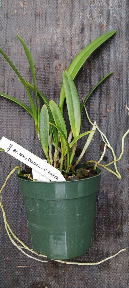 Orchid Cattleya Brassavola BC Mary Dodson x C Heathii Mad Happenings Plant