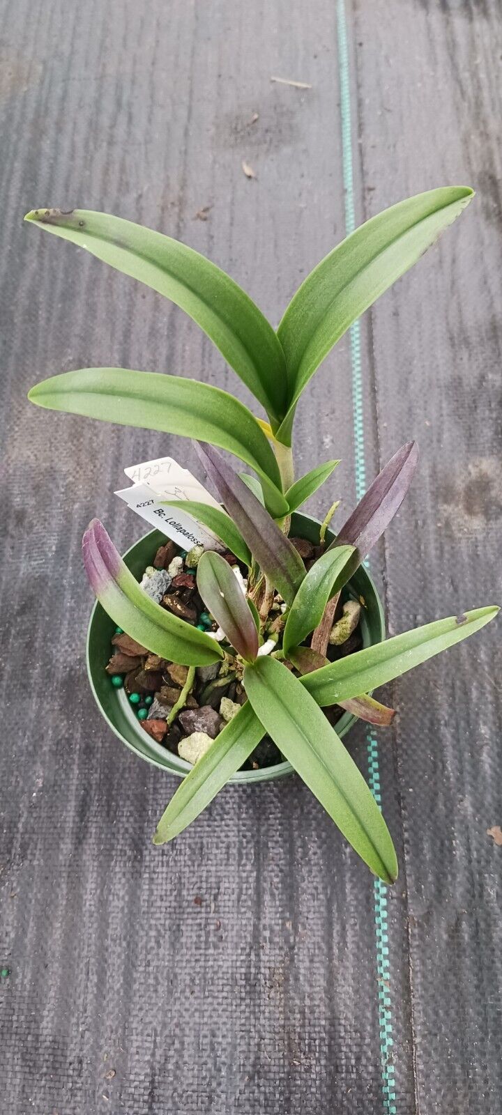 Orchid Cattleya Brassavola Lollapalossa Mad Happenings Tropical Plant