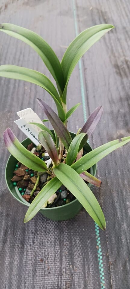 Orchid Cattleya Brassavola Lollapalossa Mad Happenings Tropical Plant