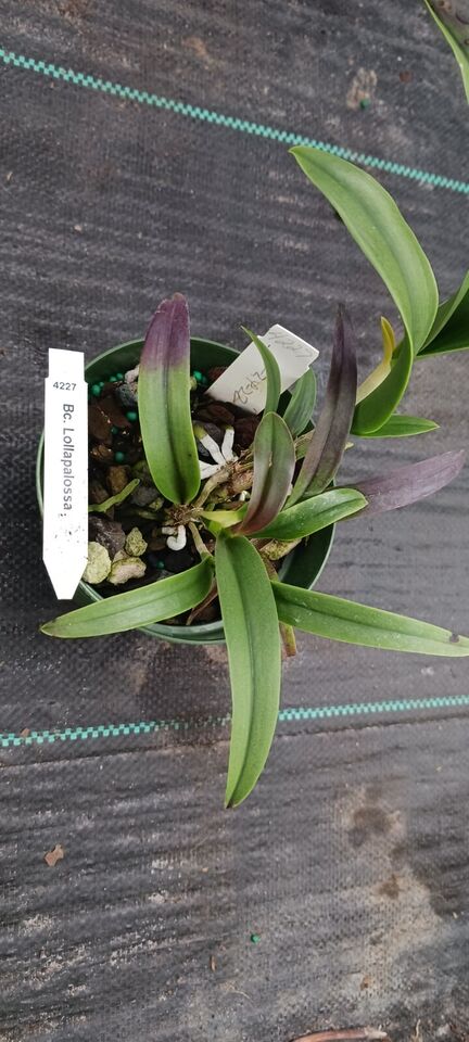 Orchid Cattleya Brassavola Lollapalossa Mad Happenings Tropical Plant