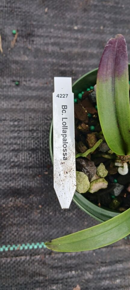 Orchid Cattleya Brassavola Lollapalossa Mad Happenings Tropical Plant