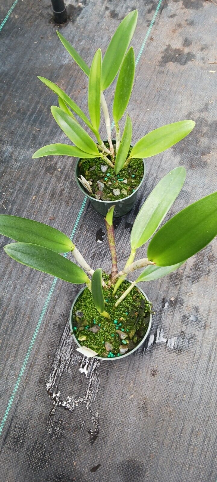 Orchid Cattleya Brassavola Triginodsa x C Heathii Mad Happenings Plant