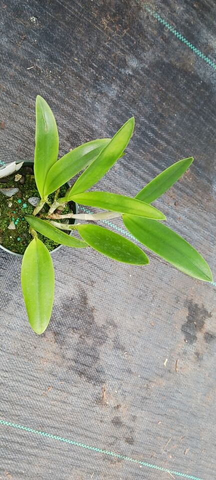 Orchid Cattleya Brassavola Triginodsa x C Heathii Mad Happenings Plant