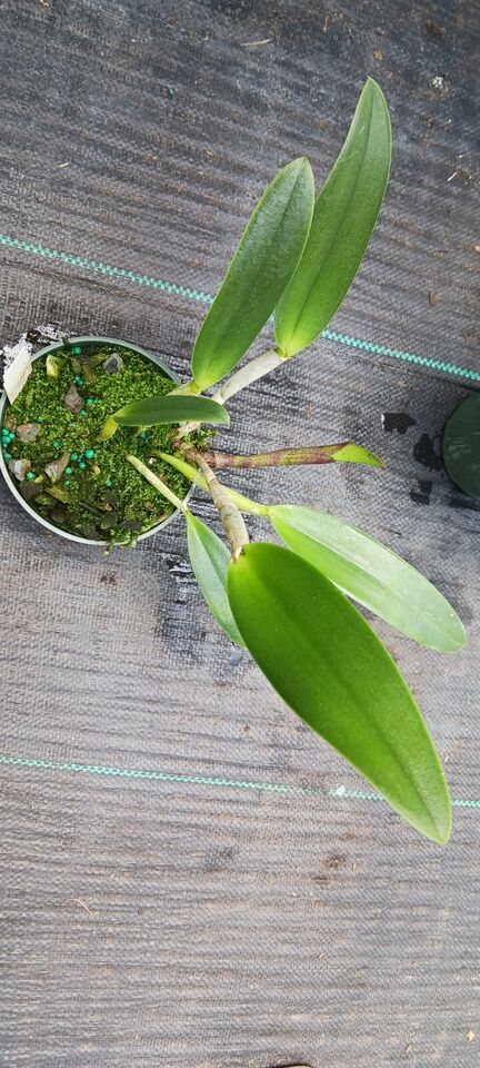 Orchid Cattleya Brassavola Triginodsa x C Heathii Mad Happenings Plant