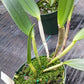 Orchid Cattleya Brassavola Triginodsa x C Heathii Mad Happenings Plant