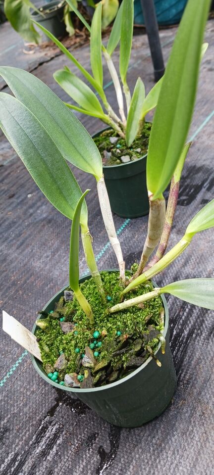 Orchid Cattleya Brassavola Triginodsa x C Heathii Mad Happenings Plant