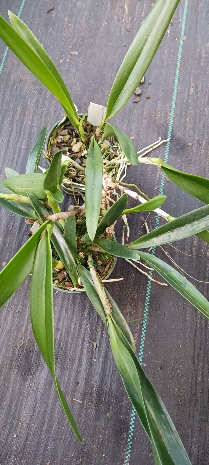 Orchid Cattleya Bsn Maikai Lrg size Mad Happenings Tropical Plant