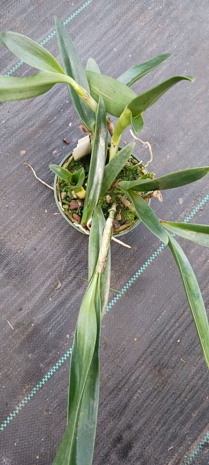 Orchid Cattleya Bsn Maikai Mad Happenings Tropical Plant