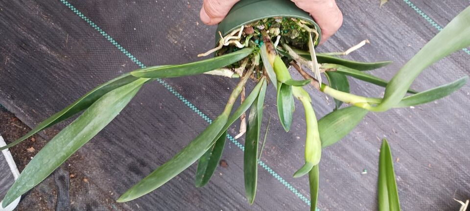Orchid Cattleya Bsn Maikai Mad Happenings Tropical Plant
