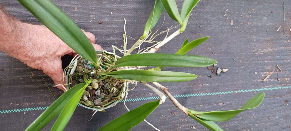 Orchid Cattleya Bsn Maikai Mad Happenings Tropical Plant