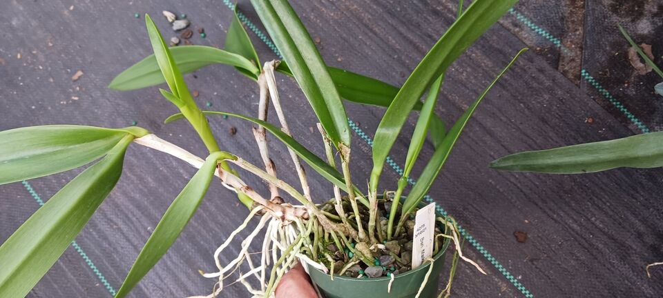 Orchid Cattleya Bsn Maikai Mad Happenings Tropical Plant