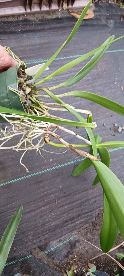 Orchid Cattleya Bsn Maikai Mad Happenings Tropical Plant
