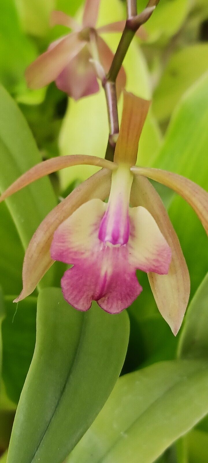 Orchid Cattleya Epi magnoliae x C Landate Mad Happenings Tropical Plant