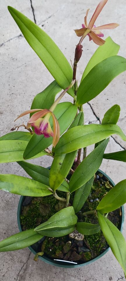 Orchid Cattleya Epi magnoliae x C Landate Mad Happenings Tropical Plant