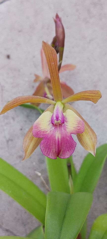 Orchid Cattleya Epi magnoliae x C Landate Mad Happenings Tropical Plant