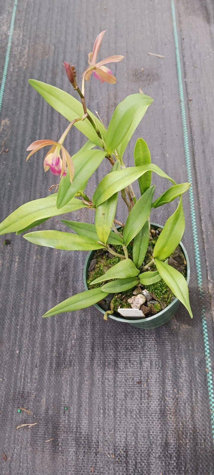 Orchid Cattleya Epi magnoliae x C Landate Mad Happenings Tropical Plant