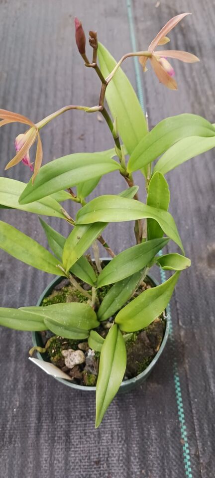 Orchid Cattleya Epi magnoliae x C Landate Mad Happenings Tropical Plant