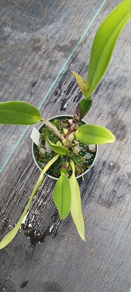 Orchid Cattleya My Special Angel Carri's Sample HCC/AOS Mad Happenings Plant