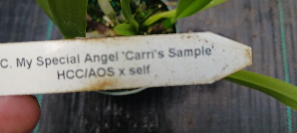 Orchid Cattleya My Special Angel Carri's Sample HCC/AOS Mad Happenings Plant