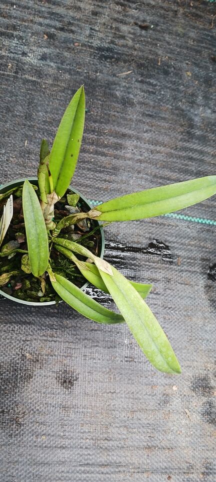 Orchid Cattleya Orpetii x Brazilian Angel Mad Happenings Tropical Plant