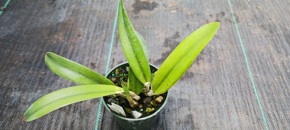 Orchid Cattleya Orpetii x Brazilian Angel Mad Happenings Tropical Plant