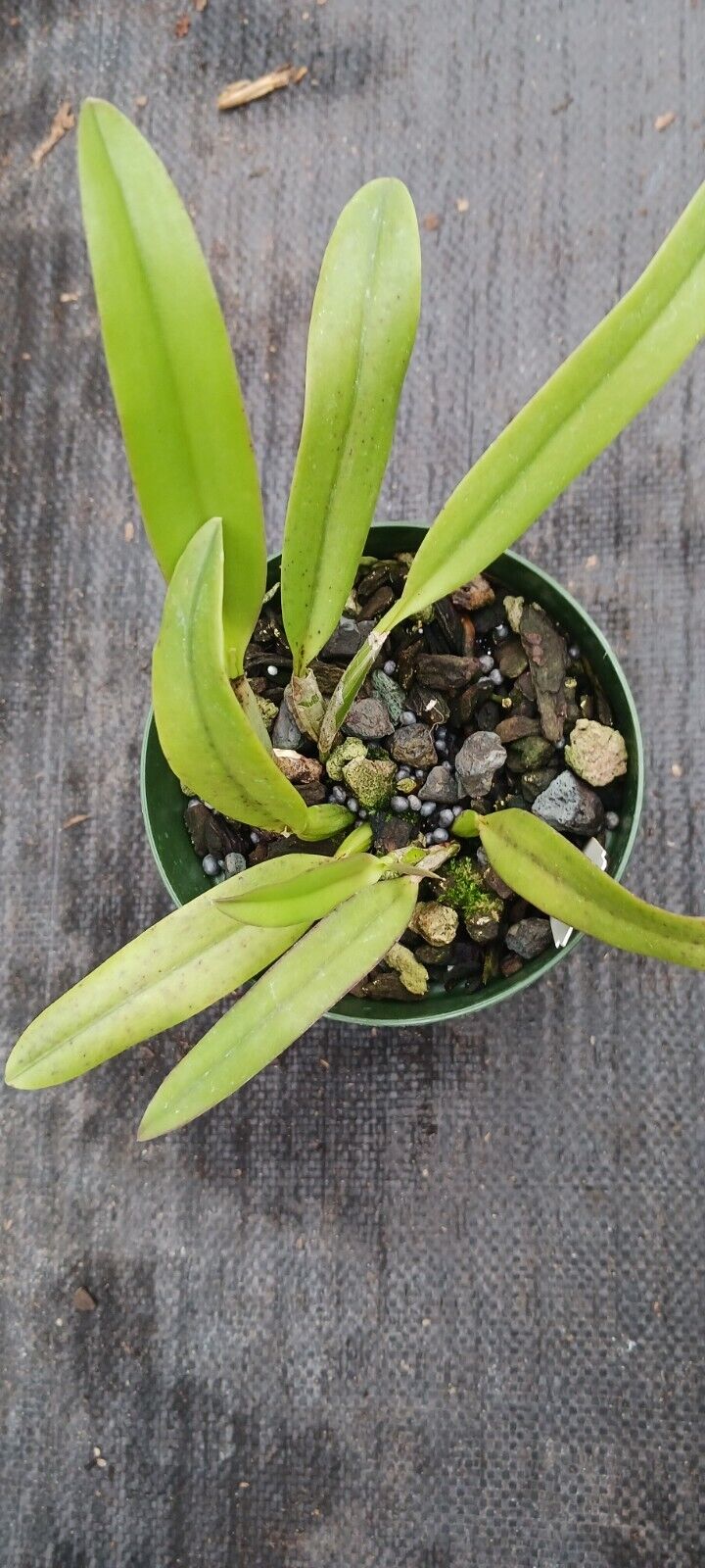 Orchid Cattleya Orpetii x luteola Mad Happenings Tropical Plant