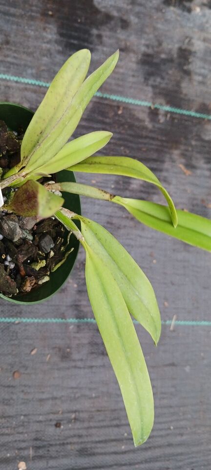 Orchid Cattleya Orpetii x luteola Mad Happenings Tropical Plant