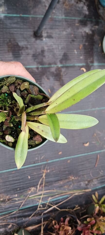 Orchid Cattleya Orpetii x luteola Mad Happenings Tropical Plant