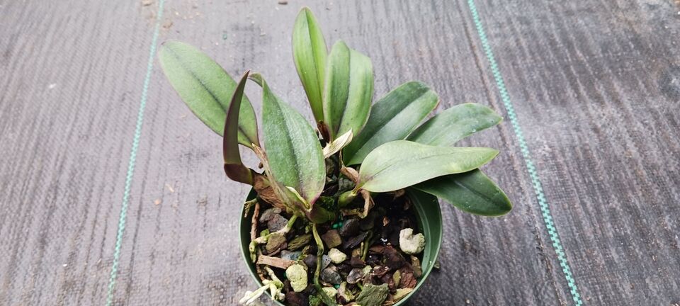 Orchid Cattleya Rlc Audrey Hartman Mad Happenings Tropical Plant