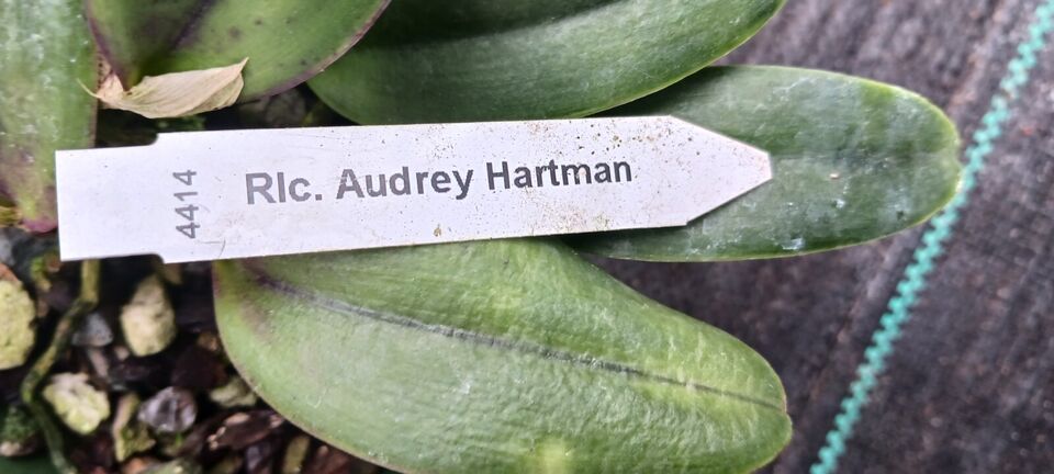 Orchid Cattleya Rlc Audrey Hartman Mad Happenings Tropical Plant